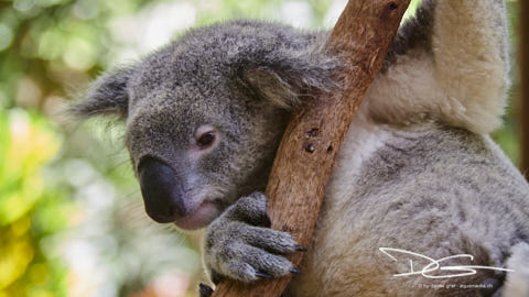 Koala wach