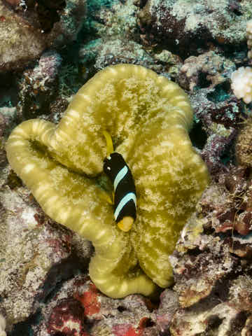 Sebae-Anemonenfisch