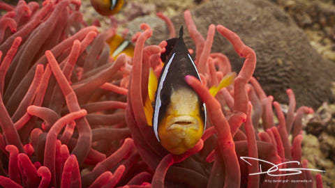 Clownfisch in Roter Anemone