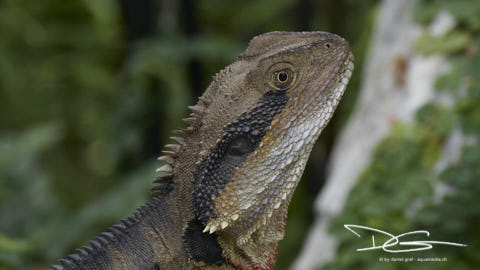 Australische Wasseragame