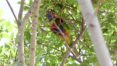 Lorikeet