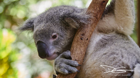 Koala wach