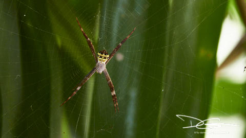 Saint Andrews Cross Spider