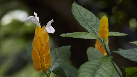 Blüte