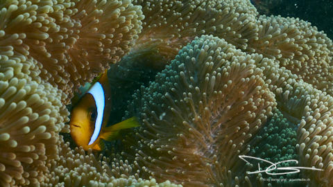 Clownfisch mit Anemone