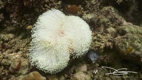 Weisse Anemone mit Clownfisch