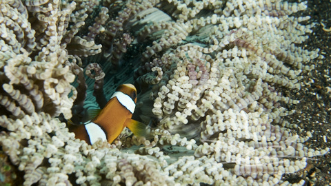 Anemonefisch