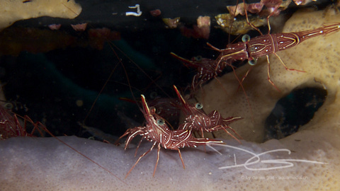 Tanzgarnele