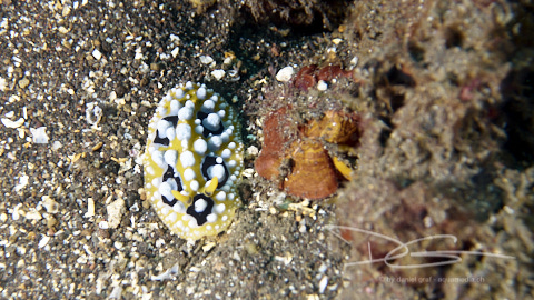 Schnecke