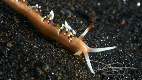 Schnecke