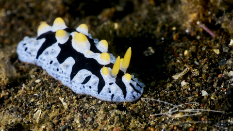 Warzen-Schnecke