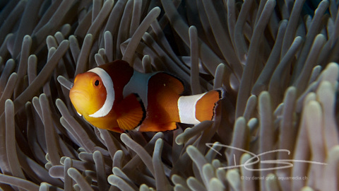 Anemonefisch neugierig