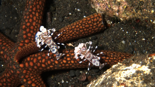 Harlekin-Krebs