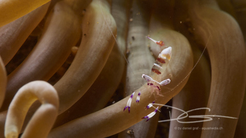 Garnele auf Anemone