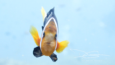 Anemonefisch von vorne