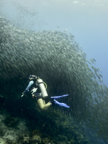 Riesiger Fischschwarm an Barcadera mit Tessa