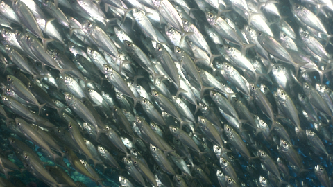 Riesiger Fischschwarm an Barcadera