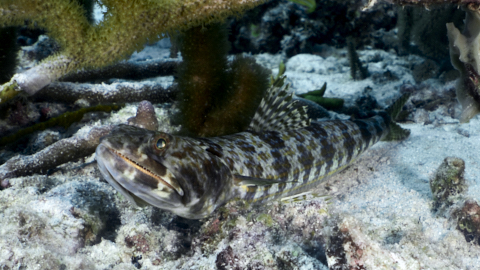 Echsenfisch