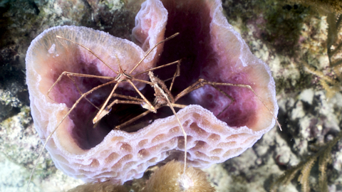 Spinnenkrabbe