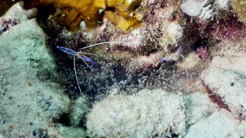 Karibik Anemonen-Garnelen Eiablage