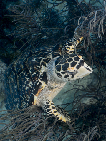 Schildkröte in Korallen