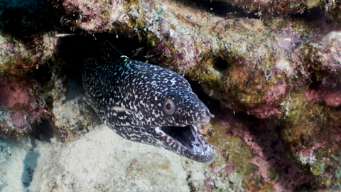 Gefleckte Muräne