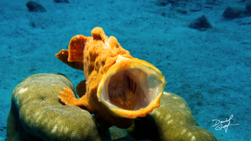 Anglerfisch am Gähnen