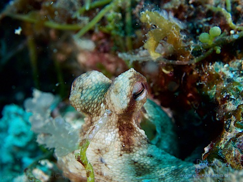 Octopus - guck mal!