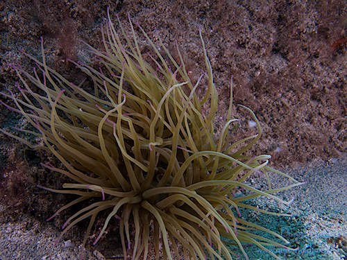 Zylinder Anemone