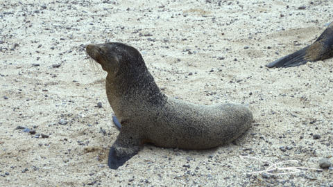 Kleiner Seelöwe