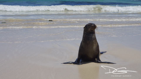 Seelöwe am Strand