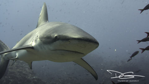 Galapagos Hai