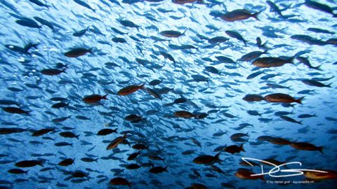 Fisch ohne Ende