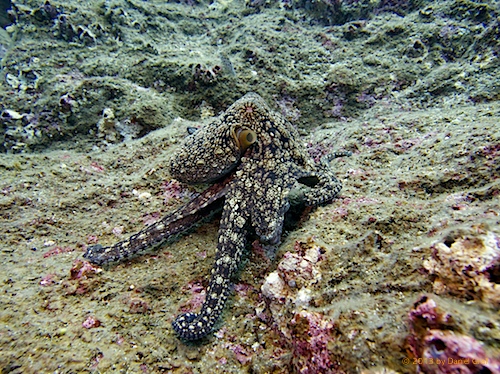 Oktopus