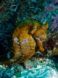Seepferd, seahorse