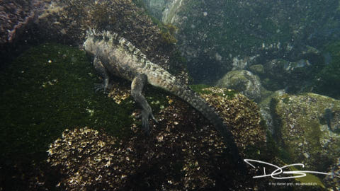 Iguana