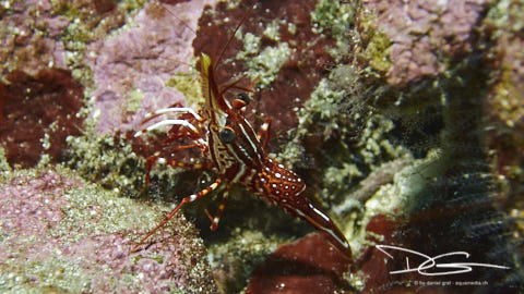 Tanzgarnele