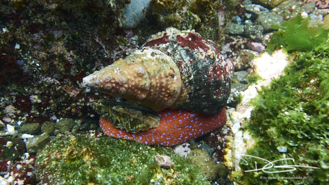 Schnecke