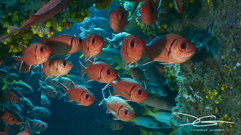 Soldatenfische