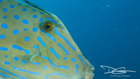 Feilenfisch-Profil