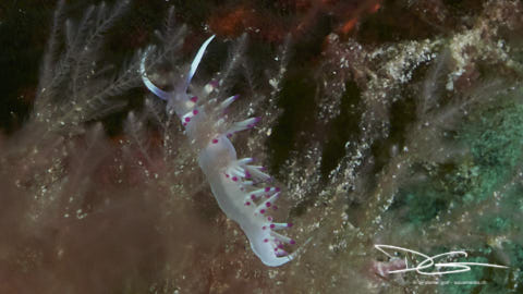 Fadenschnecke (weiss)