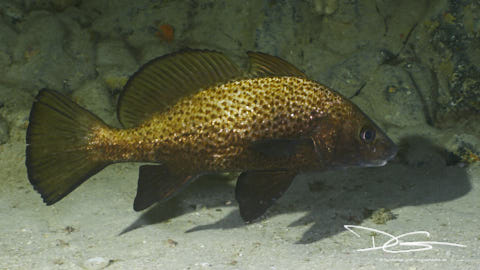 Umbrina