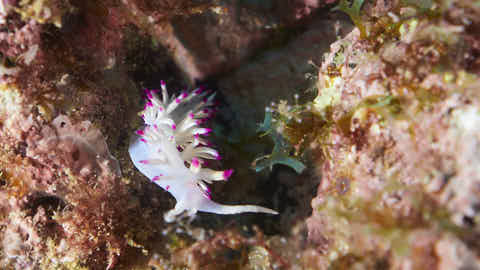 Fadenschnecke