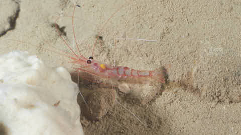 Garnele Heteromysis