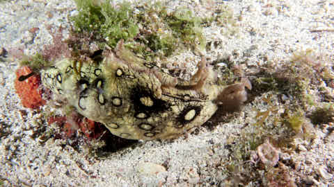 Geringelter Seehase