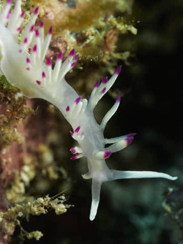 Fadenschnecke (weiss)
