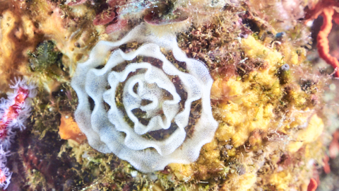 Eiablage einer Schnecke