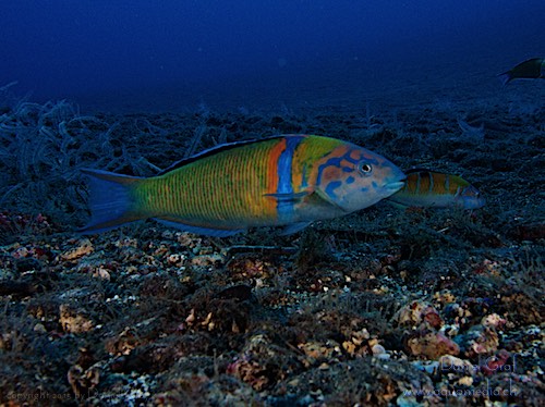 Kolbenaneome