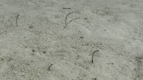 Sandaale