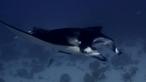 Manta